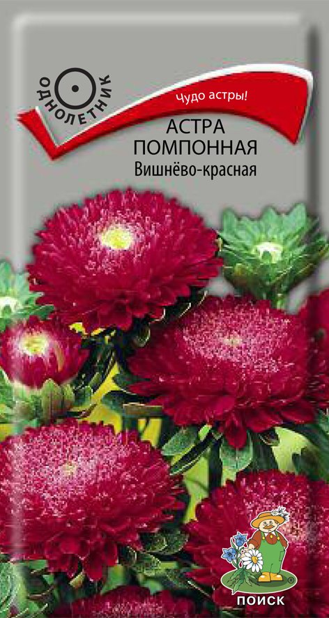 СЕМЕНА ЦВЕТОВ АСТРА ПОМПОННАЯ "ВИШНЁВО-КРАСНАЯ" ("1) 0,3 Г (10/100) "ПОИСК" 