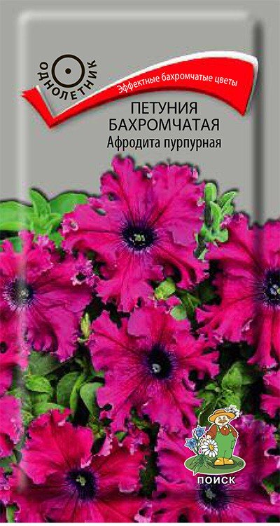 СЕМЕНА ЦВЕТОВ ПЕТУНИЯ БАХРОМЧАТАЯ "АФРОДИТА ПУРПУРНАЯ" ("1) 10 ШТ. (10/100) "ПОИСК" 