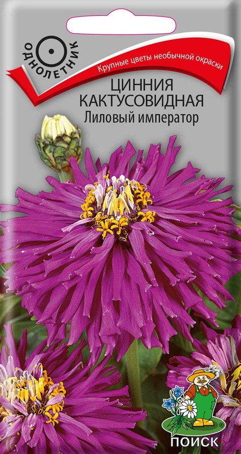 СЕМЕНА ЦВЕТОВ ЦИНИЯ КАКТУСОВИДНАЯ "ЛИЛОВЫЙ ИМПЕРАТОР" ("1) 0,4 Г (10/100) "ПОИСК" 